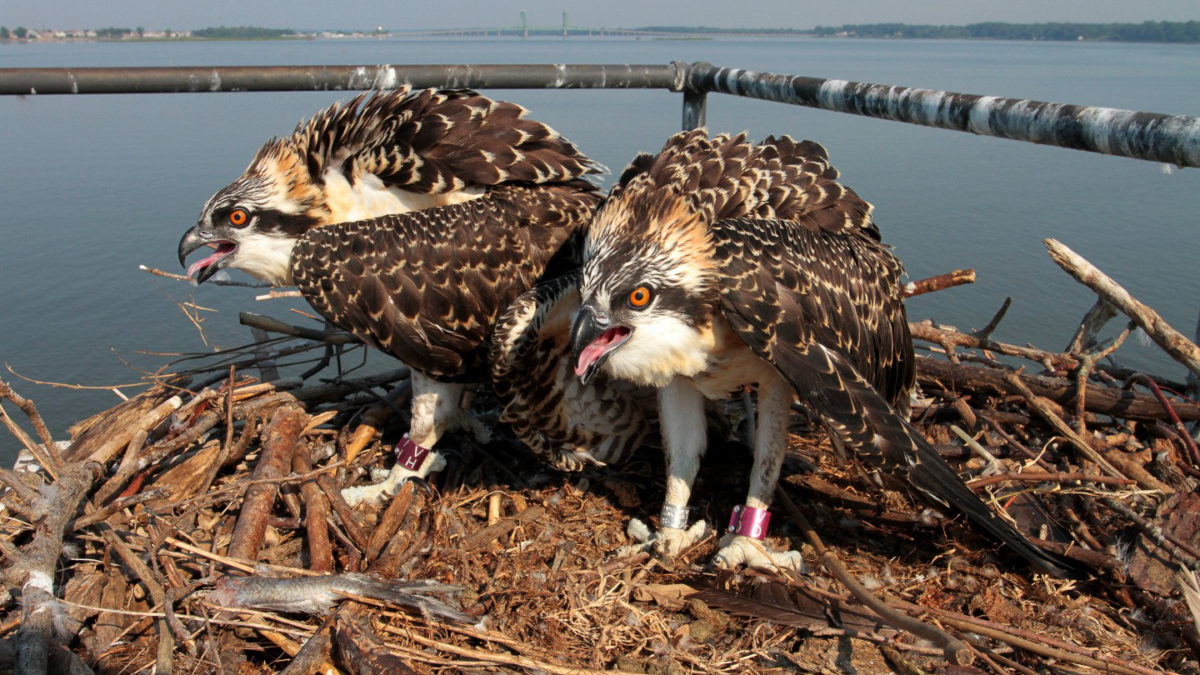 Osprey brood on the upper James River near Hopewell, Virginia.